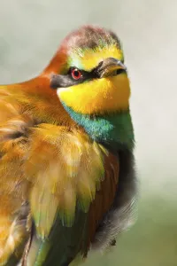 Fauna In Nature Drucke: Bee-eater (Merops apiaster)