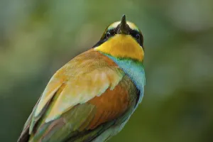 European Bee Eaters Nesting Site Drucke: Bee-eater (Merops apiaster)