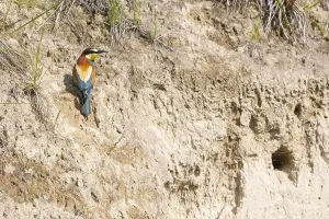 Birds In Their Habitat Drucke: bee-eater (Merops apiaster)