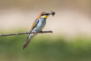 Orange Bird Species Drucke: bee-eater (Merops apiaster)