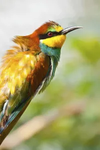Animals In The Wild Free Photos Drucke: Bee-eater (Merops apiaster)