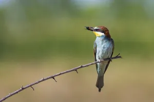 Orange Bird Species Drucke: bee-eater (Merops apiaster)