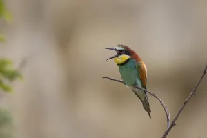 European Bee Eaters Nesting Site Drucke: Bee-eater, Merops apiaster