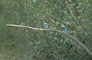 Eurasian Kingfisher Pictures Drucke: Bee-eater (Merops apiaster)
