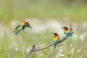 Birds Perched On Branch Drucke: Bee-eater, (Merops apiaster), three animals