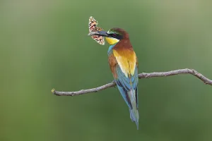 European Bee Eater Habitat Drucke: Bee-eater, (Merops apiaster), animals