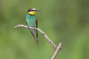 European Bee Eaters Nesting Site Drucke: Bee-eater, (Merops apiaster), Animals