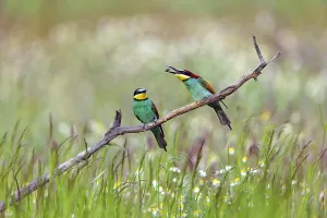 European Bee Eater Pair Drucke: Bee-eater, (Merops apiaster), two animals