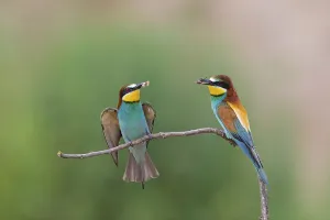 European Bee Eaters Drucke: Bee-eater, (Merops apiaster), animals