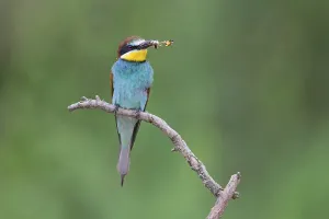 Wild Animals In Bulgaria Drucke: Bee-eater, (Merops apiaster), Animals