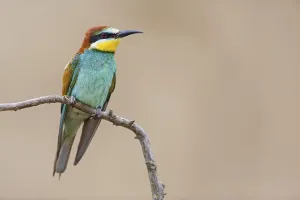 Wild Animals In Bulgaria Drucke: Bee-eater, (Merops apiaster), Animals
