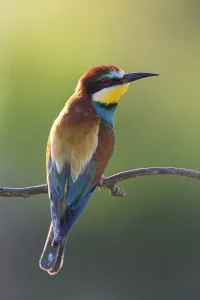 Bulgarian Nature Reserves Drucke: Bee-eater, (Merops apiaster), Animals