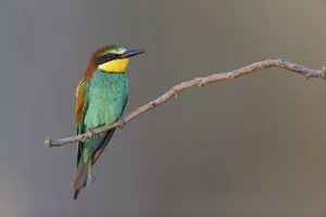 European Bee Eaters Drucke: Bee-eater, (Merops apiaster), Animals