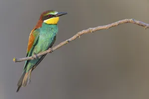 Bulgarian Nature Photography Drucke: Bee-eater, (Merops apiaster), Animals