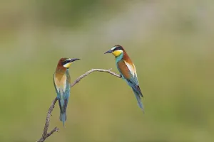 Merops Apiaster Images Drucke: Bee-eater, (Merops apiaster), animals