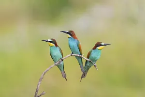 Wildlife In The Balkans Drucke: Bee-eater, (Merops apiaster), animals