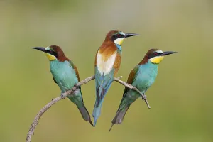 Merops Apiaster Images Drucke: Bee-eater, (Merops apiaster), animals