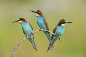 Merops Apiaster Images Drucke: Bee-eater, (Merops apiaster), animals