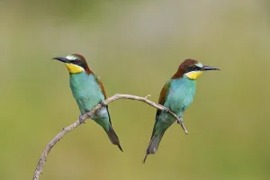 Attentive Bird Behavior Drucke: Bee-eater, (Merops apiaster), animals