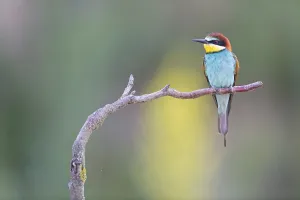 Bulgarian Nature Reserves Drucke: Bee-eater, (Merops apiaster), Animals