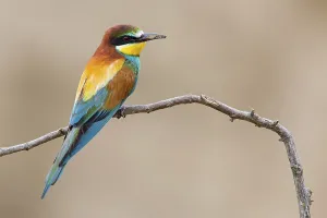 European Bee Eaters Nesting Site Drucke: Bee-eater, (Merops apiaster), Animals