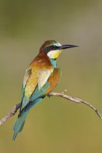 European Bee Eaters Drucke: Bee-eater, (Merops apiaster), Animals
