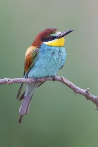Bulgarian Nature Reserves Drucke: Bee-eater, (Merops apiaster), Animals