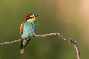 European Bee Eaters Drucke: Bee-eater, (Merops apiaster), Animals