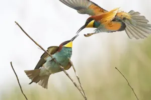 Uninhabited Tree Boughs Drucke: Bee-eater (Merops apiaster) approaching a twig