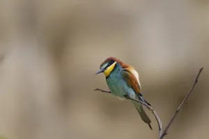 Bee eater, Merops apiaster, Bee eater