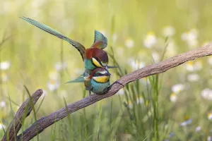Central European Wildlife Scenes Drucke: Bee-eater, (Merops apiaster), copula