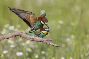 Hungary Bird Species Drucke: Bee-eater, (Merops apiaster), copula