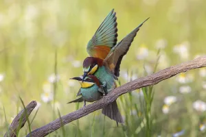 Bird Nesting Sites Drucke: Bee-eater, (Merops apiaster), copula