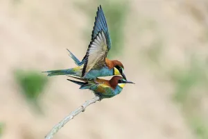 European Bee Eater Mating Drucke: Bee-eater (Merops apiaster) during copulation