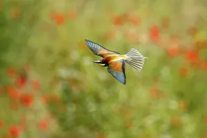 Bee-eater (Merops apiaster) in flight