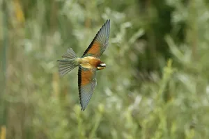 European Bee Eater Germany Drucke: Bee-eater (Merops apiaster) in flight