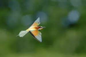 Wild Animal Germany Images Drucke: Bee-eater (Merops apiaster) in flight