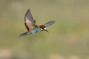 Lake Neusiedl National Park Austria Drucke: Bee-eater (Merops apiaster) in flight