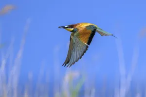 Coraciiformes Species Photos Drucke: Bee-eater (Merops apiaster) in flight