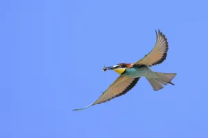 Saxony Anhalt Nature Photography Drucke: Bee-eater (Merops apiaster) in flight