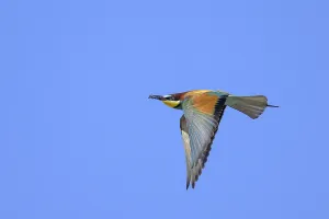 Coraciiformes Species Images Drucke: Bee-eater (Merops apiaster) in flight