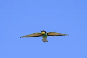 Deserted Landscape Bird Photography Drucke: Bee-eater (Merops apiaster) in flight
