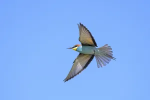 Coraciiformes Species Images Drucke: Bee-eater (Merops apiaster) in flight