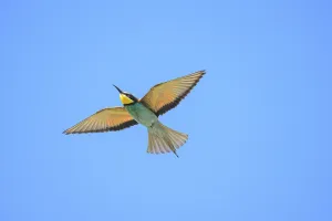 In Flight Photography Europe Drucke: Bee-eater (Merops apiaster) in flight