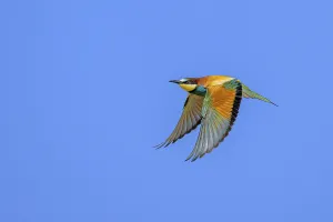 Natural Environment Photos Germany Drucke: Bee-eater (Merops apiaster) in flight