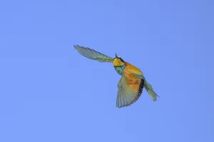 Saxony Anhalt Nature Drucke: Bee-eater (Merops apiaster) in flight