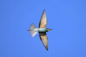 Deserted Landscape Wildlife Photos Drucke: Bee-eater (Merops apiaster) in flight