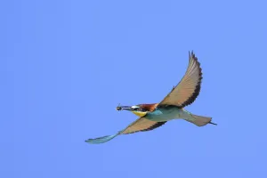 Coraciiformes Species Images Drucke: Bee-eater (Merops apiaster) in flight