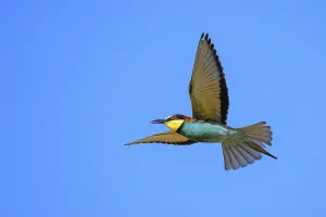 Deserted Landscape Europe Drucke: Bee-eater (Merops apiaster) in flight