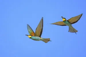 Coraciiformes Species Images Drucke: Bee-eater (Merops apiaster) in flight